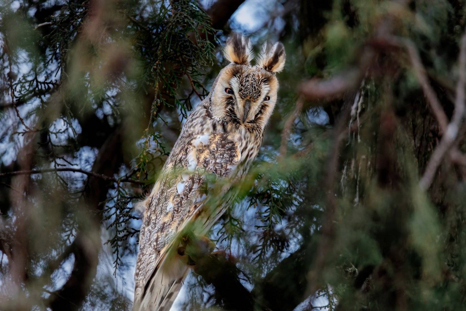 , Alexander Plekhanov