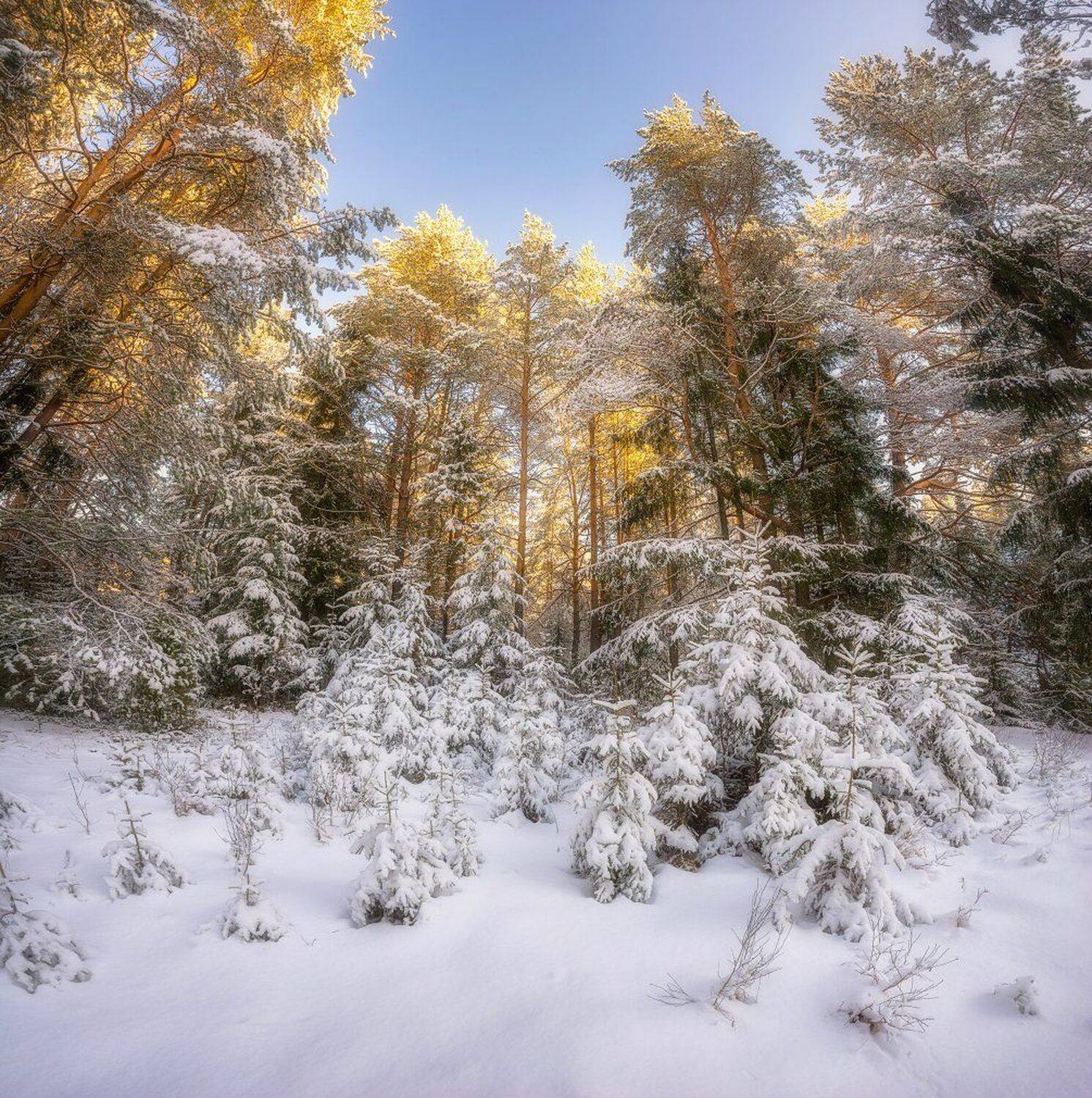 , Устюжанин Михаил