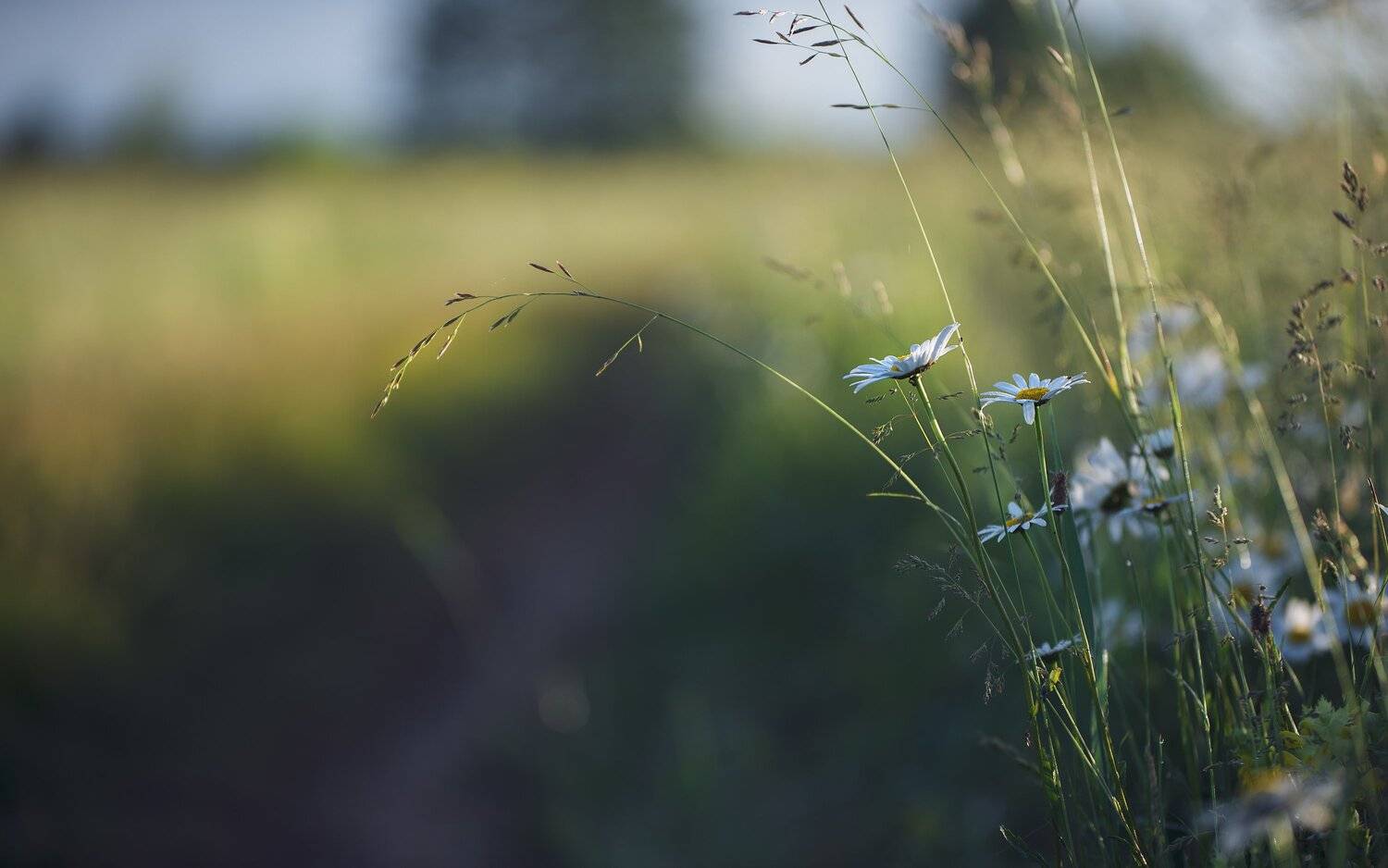 , Николай Шахманцир