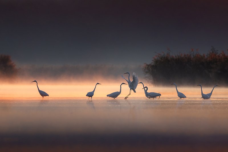 Egrets фото превью
