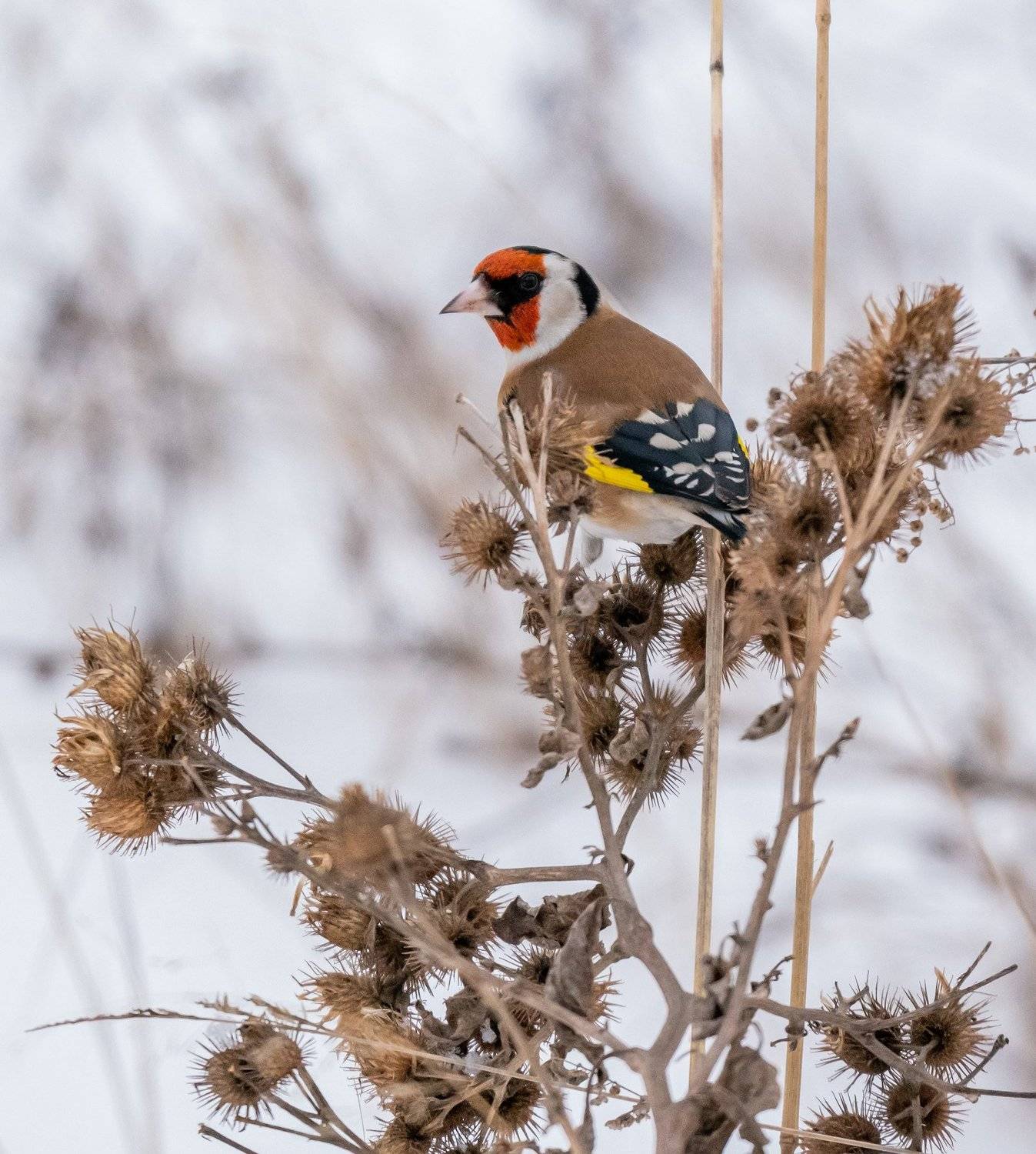 , Константин Дэм