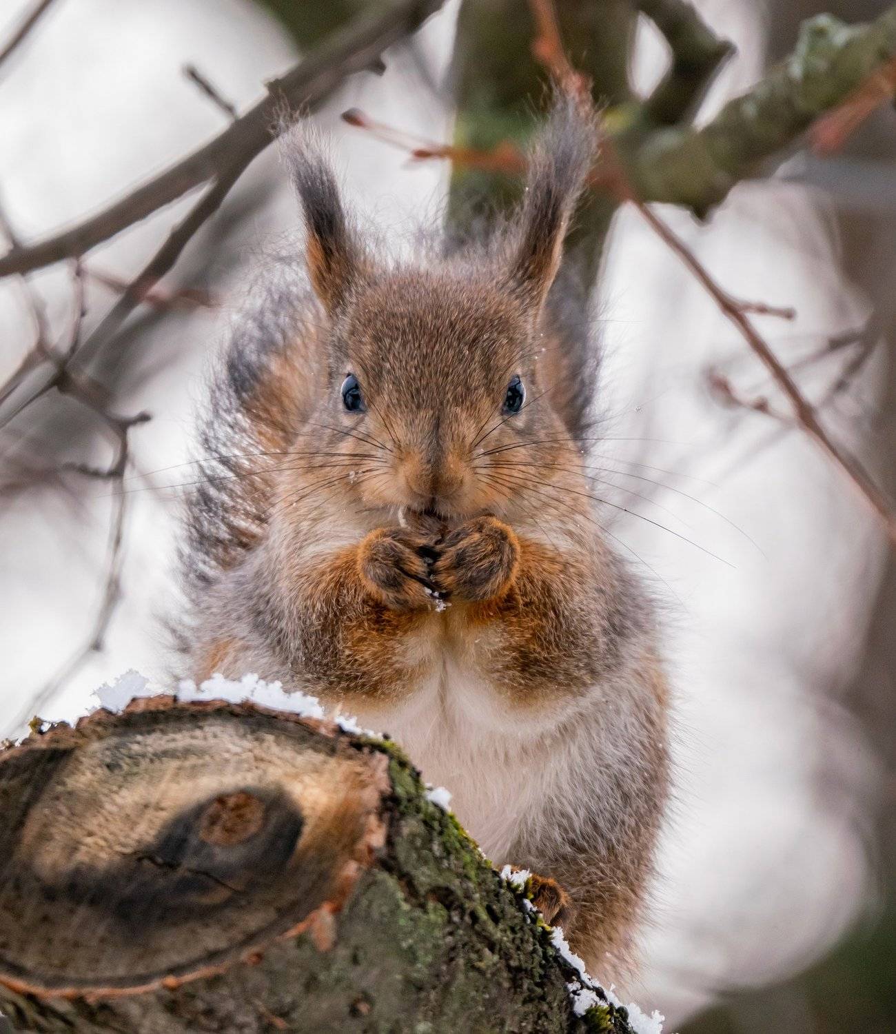 , Константин Дэм