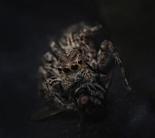 Basic Instinct