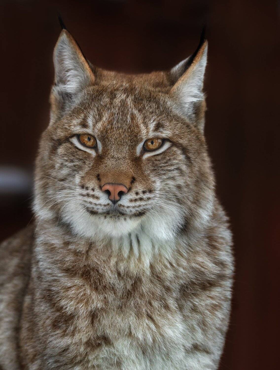 рысь, Олег Богданов