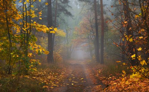 Волшебная осень