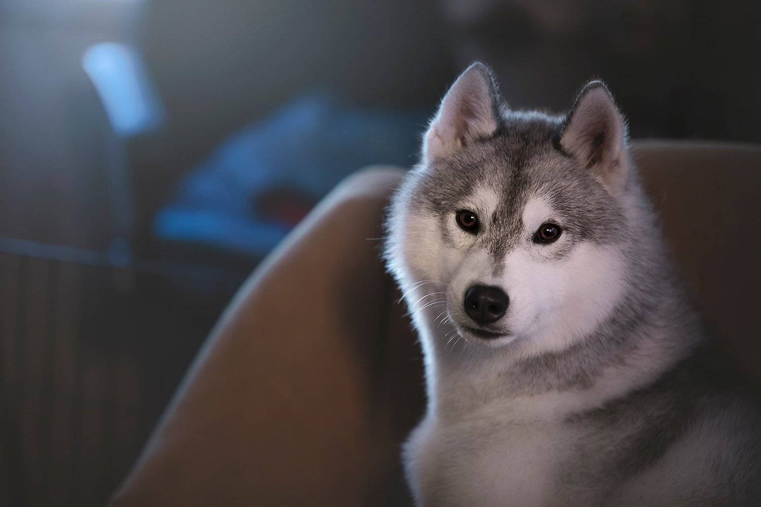 сибирский хаски, Erika Tsogoeva