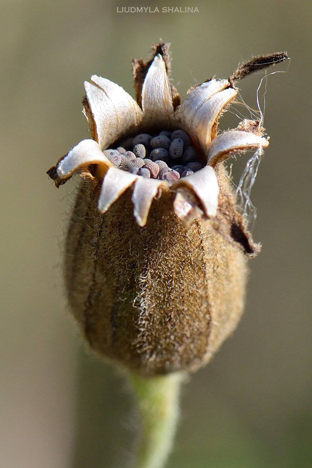 дрема белая , семена , плоды , осень , Людмила Шалина