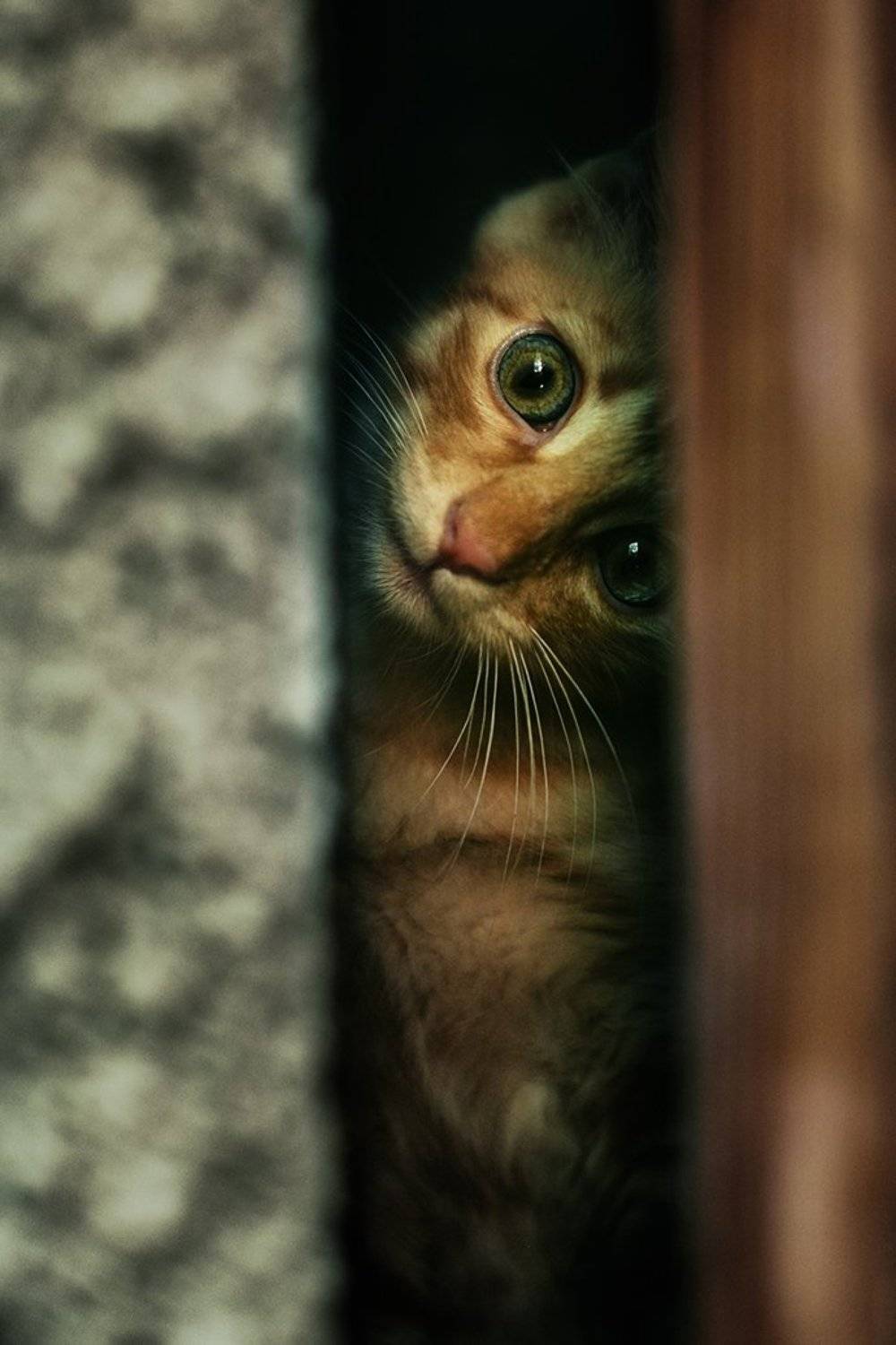 котёнок, рыжий, маленький, Вьюшкин Игорь