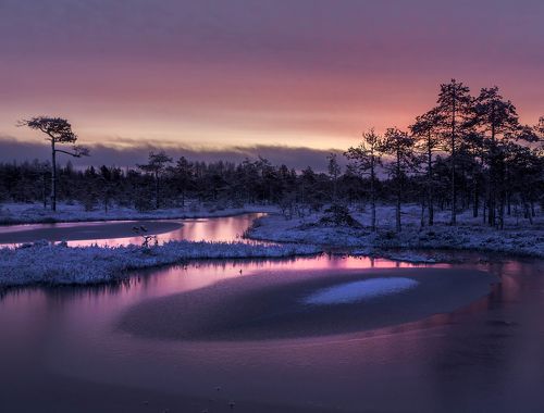 Болотное утро
