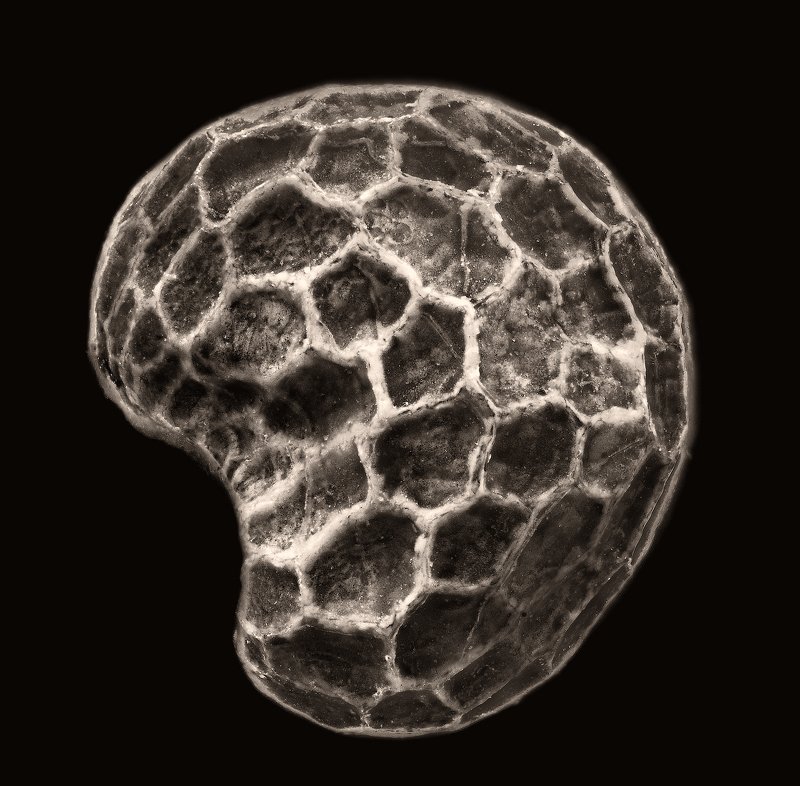 макро, макрофотография, микромир, мак, семечко Маковое семечко фото превью