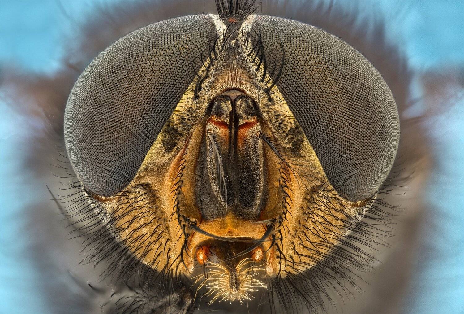 ceclii, macro, extrememacro, nikon d3400, semiplan 6.3, Tsvetan Ganev