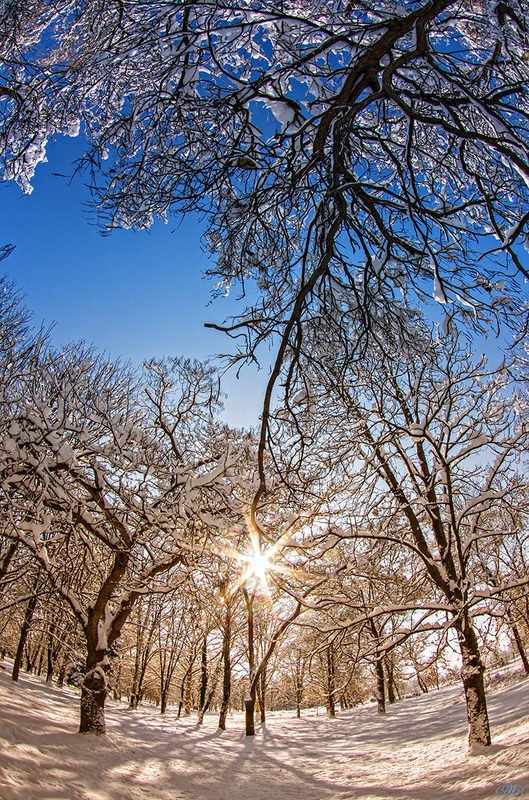 blue, color, colors, color-image, composing, landscape, light, nature, photography, snow, sun, tree, trees, winter, Да Будет Свет / Let There Be Light фото превью