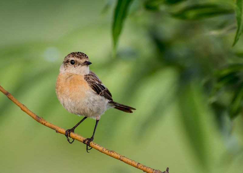 Черноголовый чекан (самка). фото превью