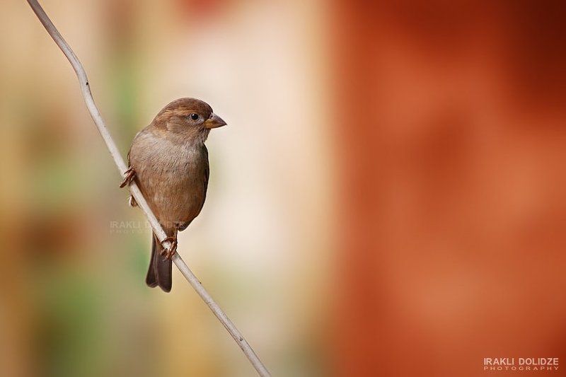 .............. фото превью