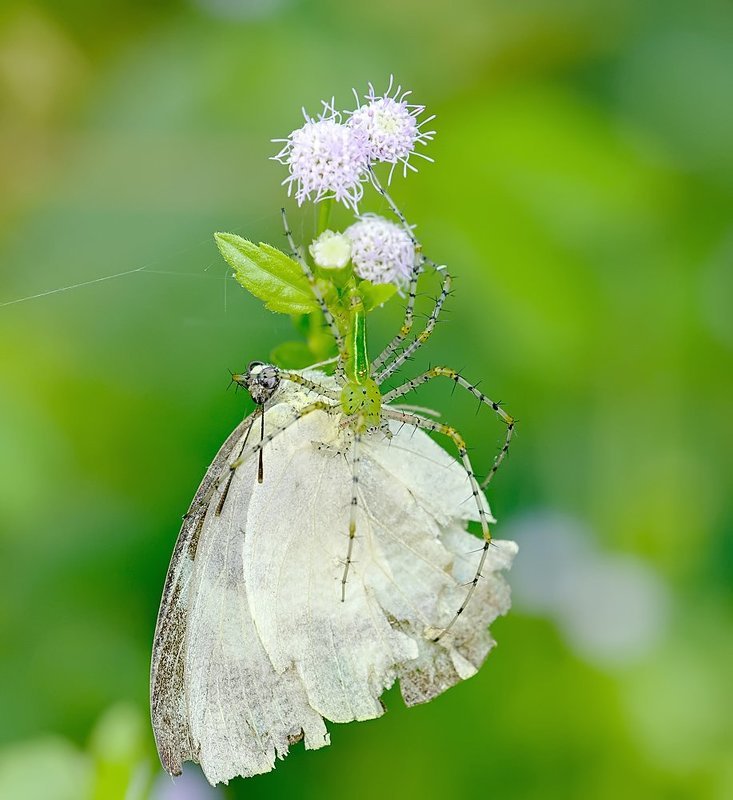 macro, closeup, insect, макро, насекомые, gnilenkov Хищник... фото превью
