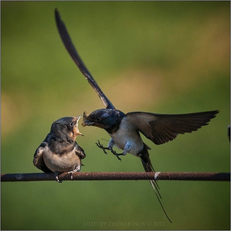 деревенская, ласточка Деревенская ласточка фото превью