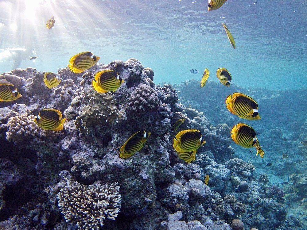 , Владислав.