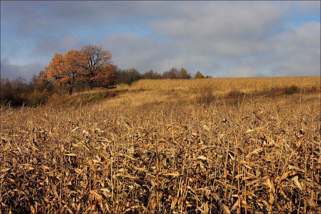осень, Тарасов Алексей