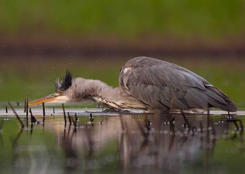 Grey heron фото превью