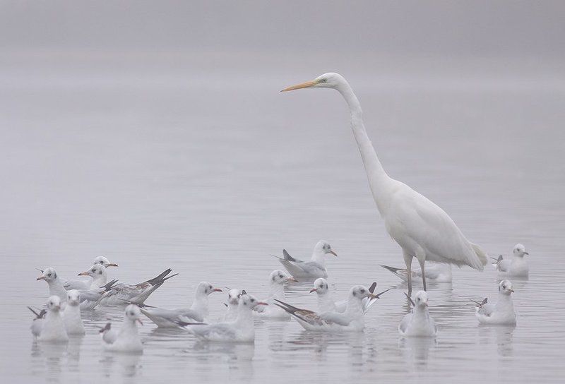 Great Egret  & Black-headed Gull фото превью