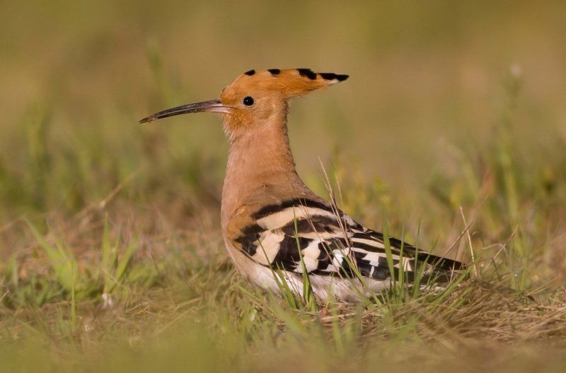 Hoopoe фото превью