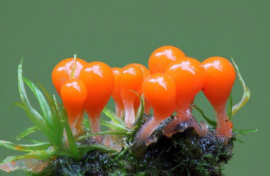 , Сергей Таланов