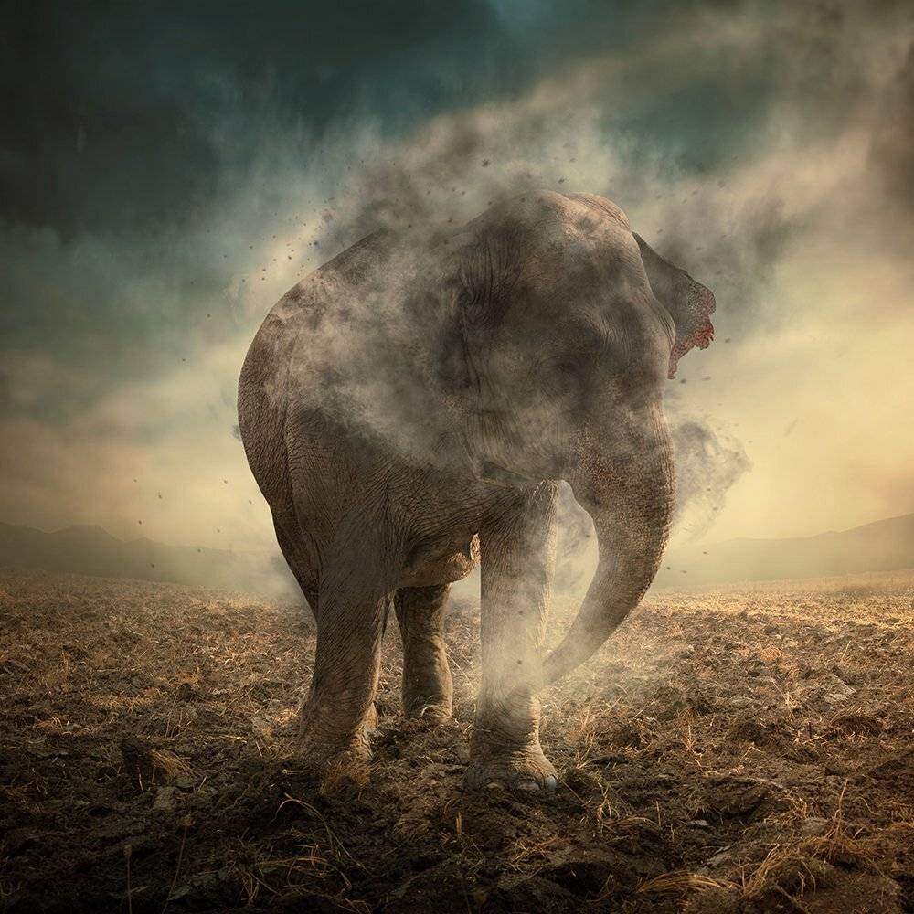 , Caras Ionut