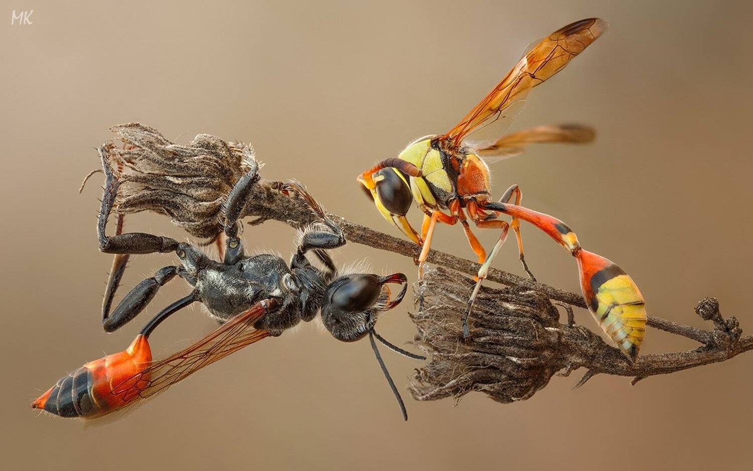 дорожная, оса, гончар, Miron Karlinsky