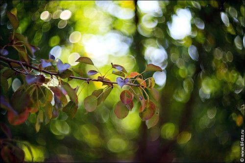 Картинки на гелиос 40-2