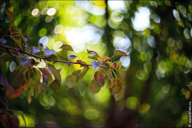 картинки, гелиос, 40-2, 85mm, f1.5 Картинки на гелиос 40-2 фото превью