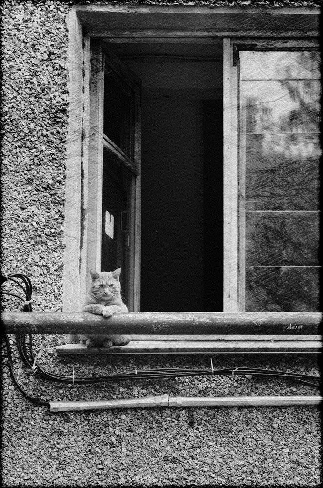 , Павел Сбитнев