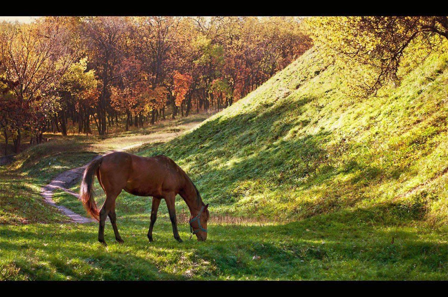 , Андрей Кобыща
