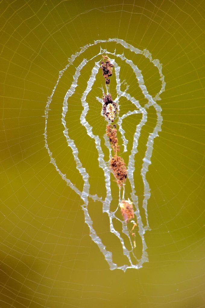 macro, closeup, insect, макро, насекомые, gnilenkov, Alexey Gnilenkov