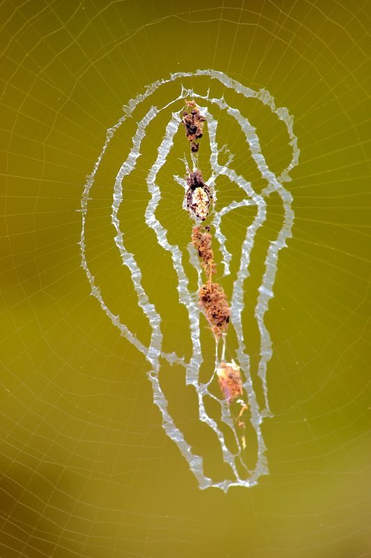 macro, closeup, insect, макро, насекомые, gnilenkov Хитросплетения... фото превью