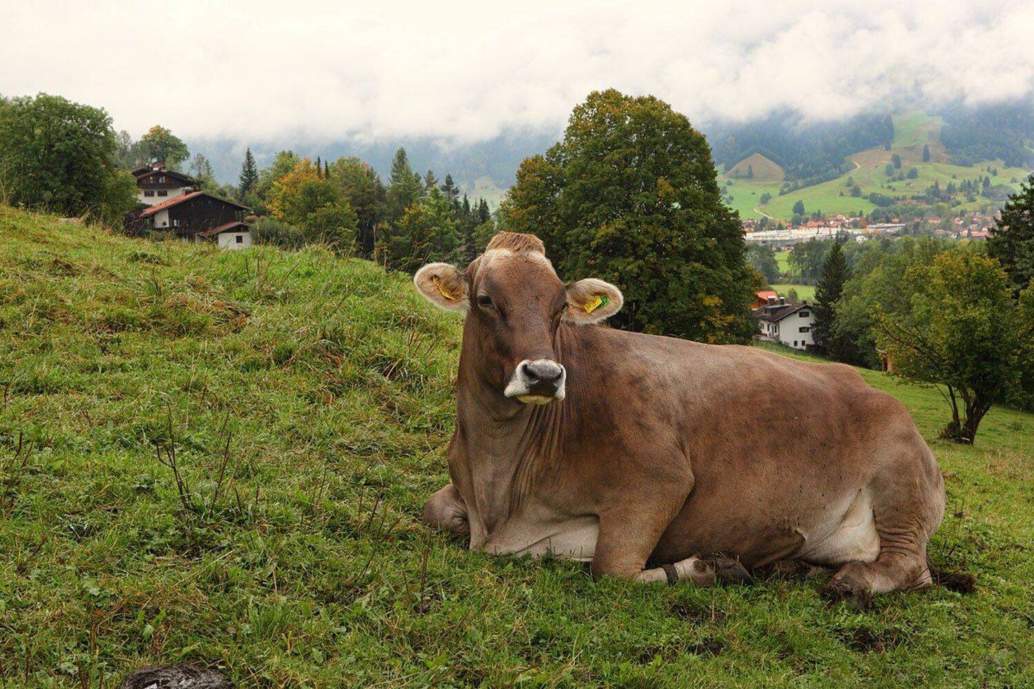 бавария, Игорь Дубровский