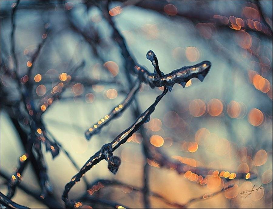 , Svoboda Andreeva