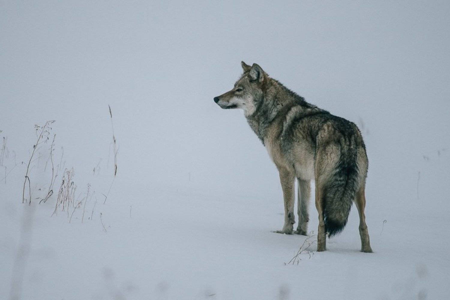 , Иван Кислов