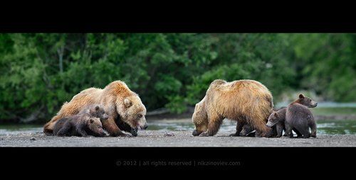 Монтекки и Капулетти