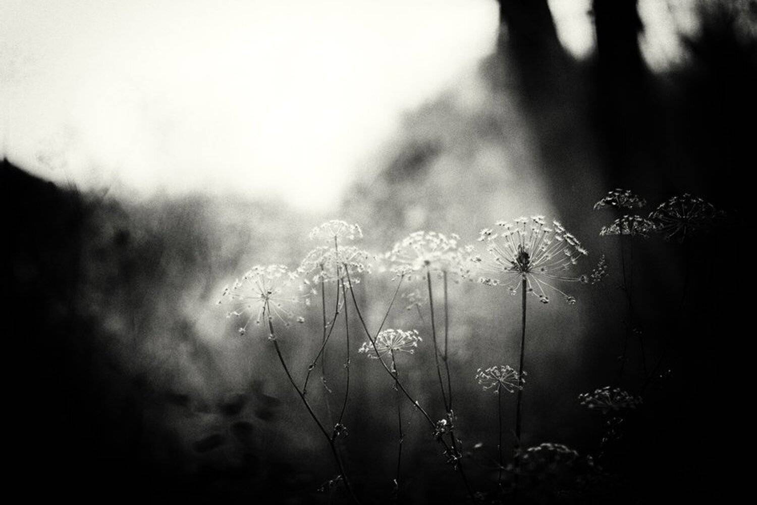 , Долгопят Зелёный