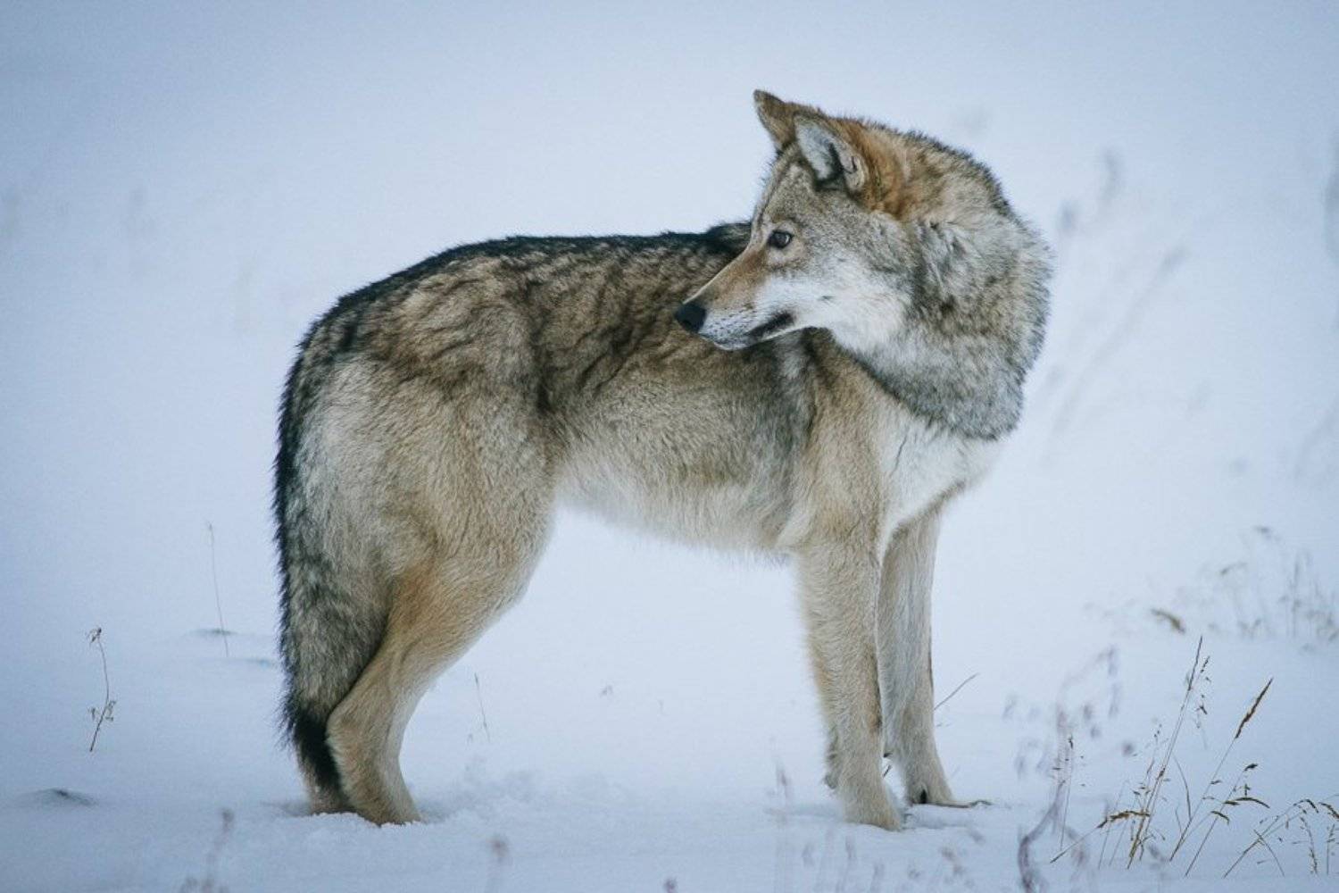 , Иван Кислов