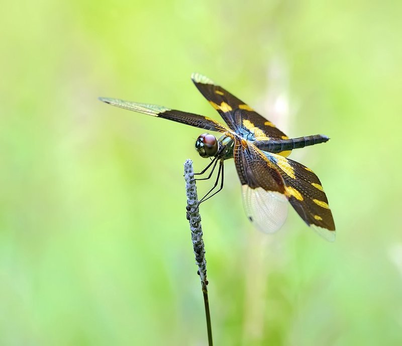 macro, closeup, insect, макро, насекомые, gnilenkov Rhyothemis variegata фото превью