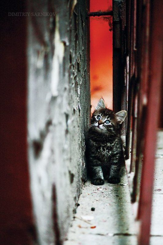 **************************** фото превью