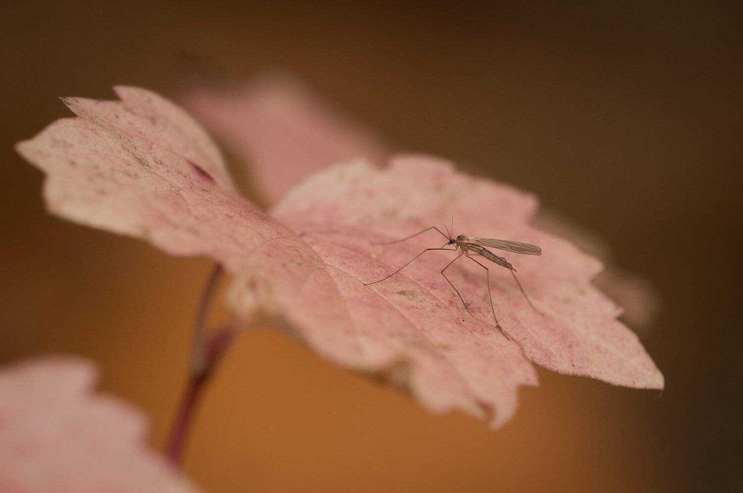 , Кузнецов Дмитрий