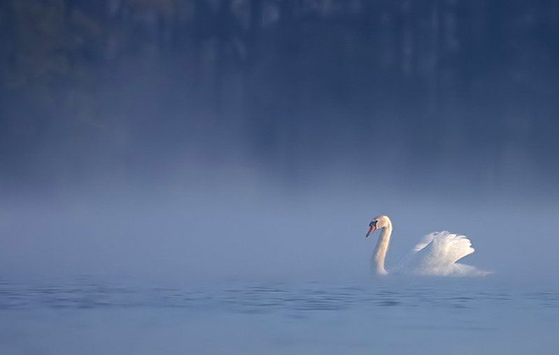 Mute Swan фото превью