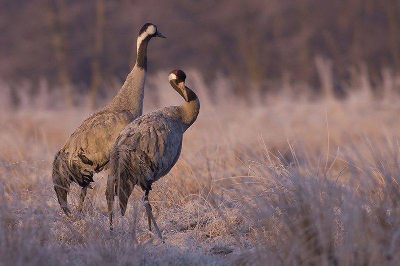 Common crane фото превью