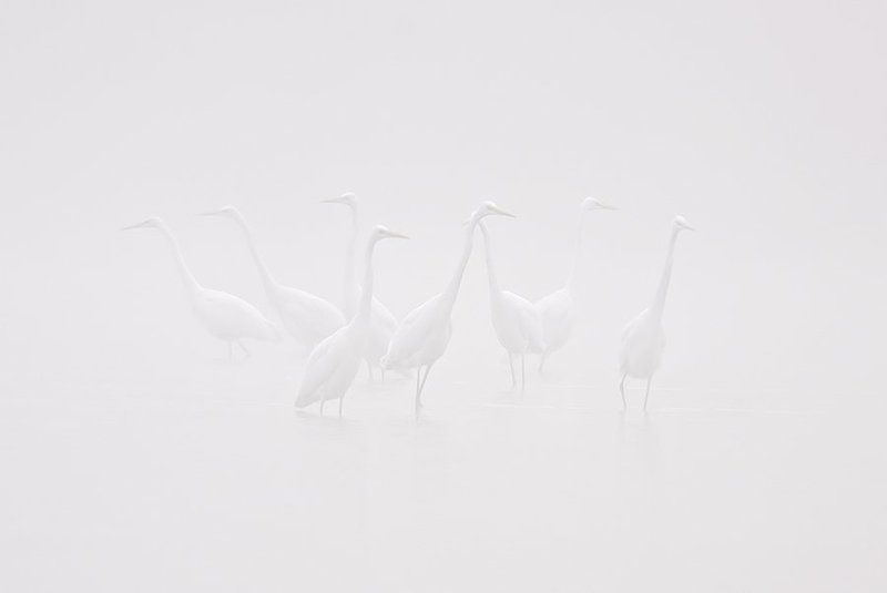 White фото превью