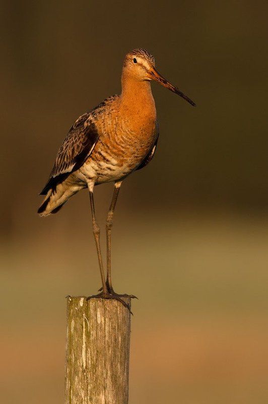 Black-tailed Godwit фото превью