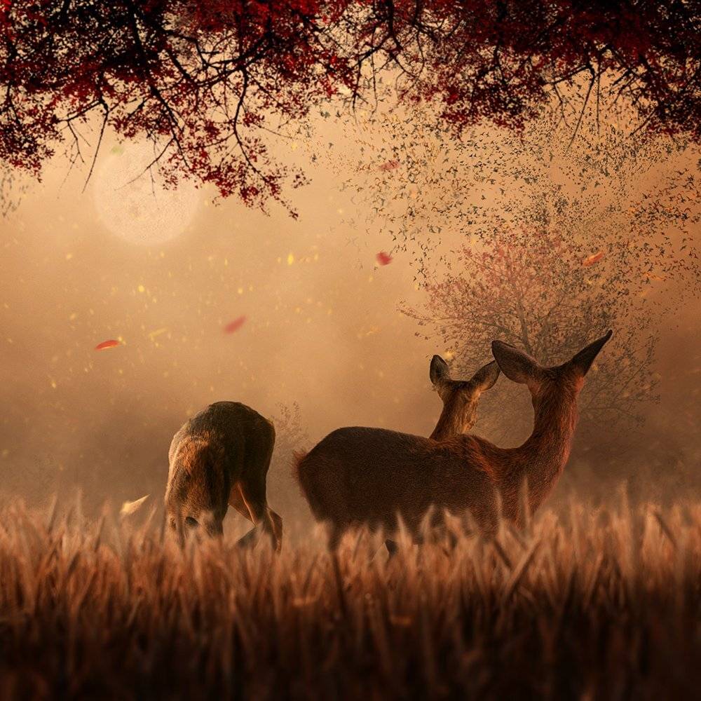 , Caras Ionut