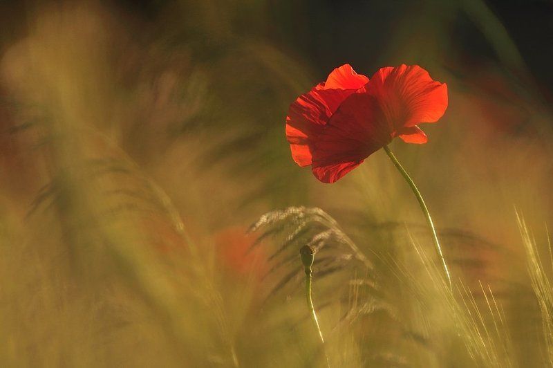 Mak фото превью