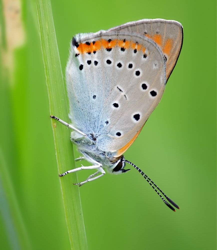 macro, closeup, insect, макро, насекомые, gnilenkov, Alexey Gnilenkov